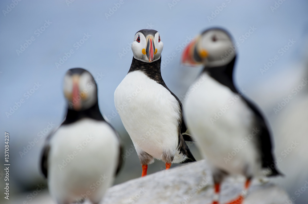 Fototapeta premium A trio of Atlantic Puffins stand on a rocky outcrop in soft lighting with a blue background.