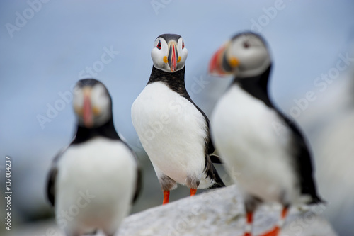 A trio of Atlantic Puffins stand on a rocky outcrop in soft lighting with a blue background.