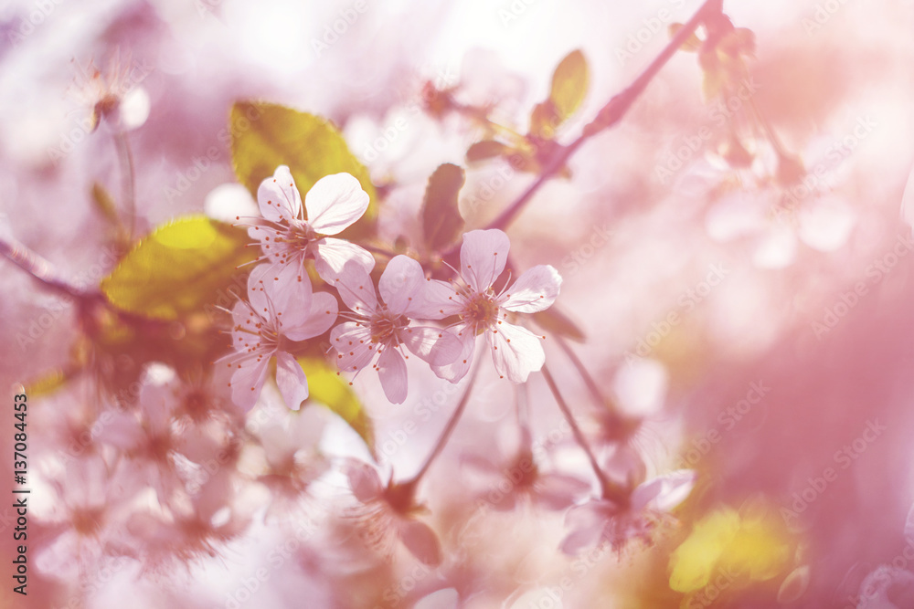 Blossoming cherry, flowering cherry. Close up. Spring solar background, photo wallpaper. Soft focus, toning