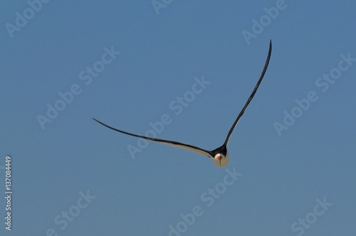 A Black Skimmer flies head on towards the camera with its wings out with a blue sky background.