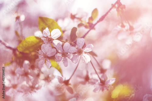 Blossoming cherry, flowering cherry. Close up. Spring solar background, photo wallpaper. Soft focus, toning © svetlanasmirnova