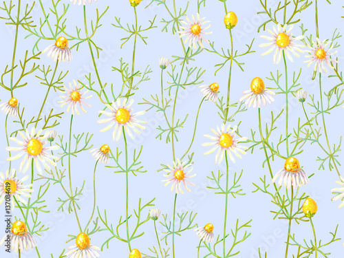 Seamless floral pattern with chamomile flowers. Summer backgroun