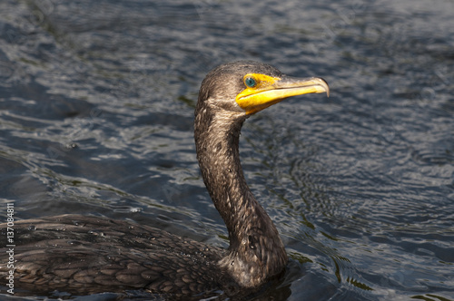 A close Double-crested Cormorant swimming on a sunny day showing off its colorful eye.