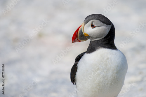 Portrait of an Atlantic Puffin against a light stone background in soft sunlight showing off its colorful bill.