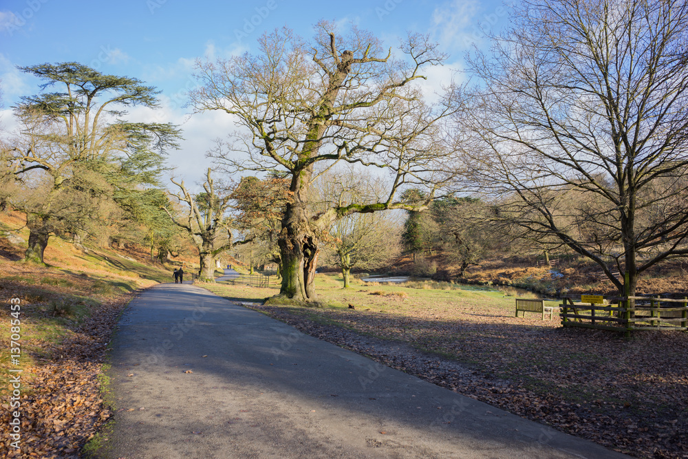 Fototapeta premium A local park in England