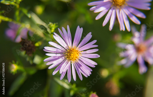 symmetrical light purple daisy chrysanthemum close-up warm summer day