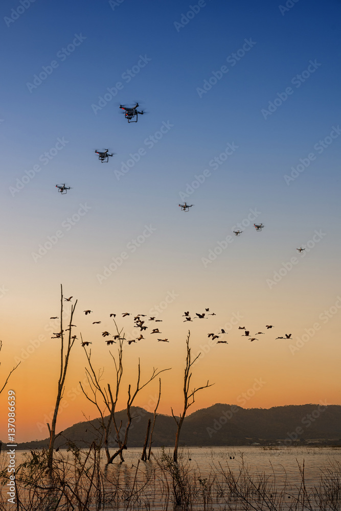 Fototapeta premium drones flying with bevy of birds over dead trees in the lake at sunset scenery