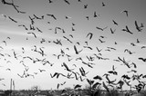A flock of flying pigeons in the sky on the farm background 