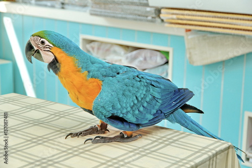 3 Months Blue and Yellow Macaw lovely bright children's emotions.