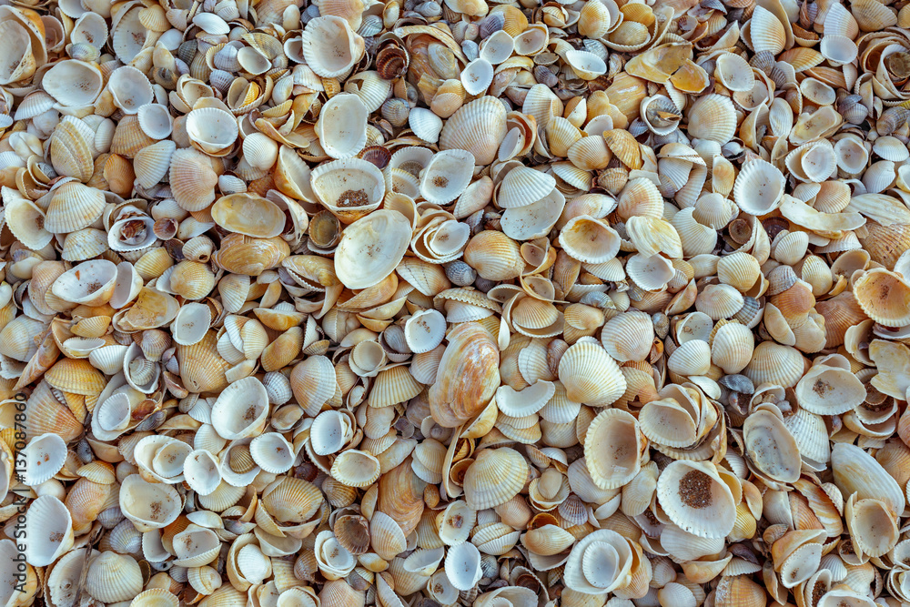sea shells background sea shells background