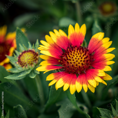 Red and Yellow flower on green background
