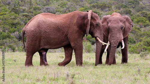 African elephant males with huge tusks grazing on the grassland
