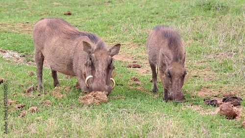 Wild warthogs grazing on green grass on the African grassland