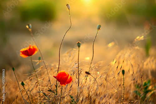 gentle summer, spring meadow with scarlet poppies   © Ann Stryzhekin