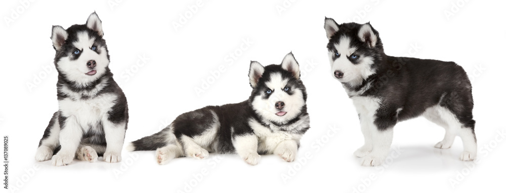 Obraz premium Siberian Husky puppies