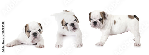 Purebred English Bulldog puppies