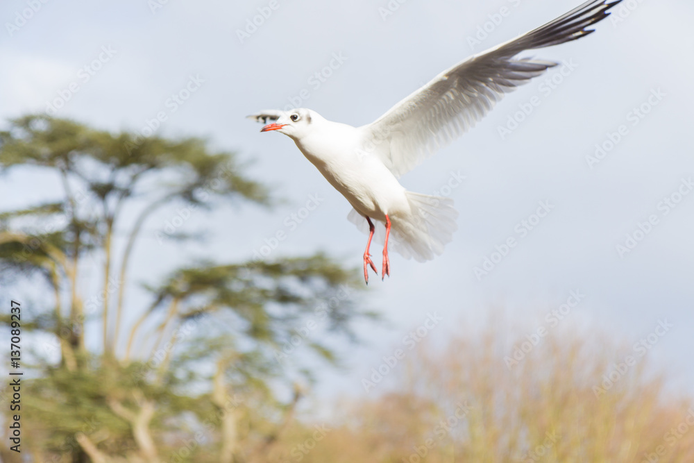 Fototapeta premium Birds and ducks flying over river