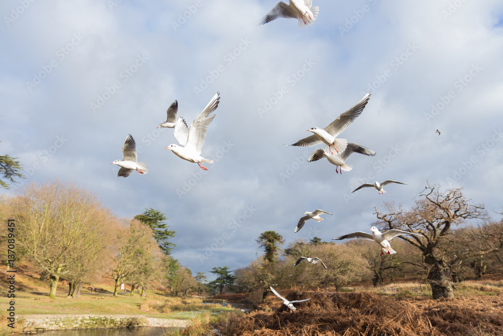 Obraz premium Birds and ducks flying over river