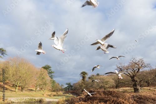 Birds and ducks flying over river © Anthony