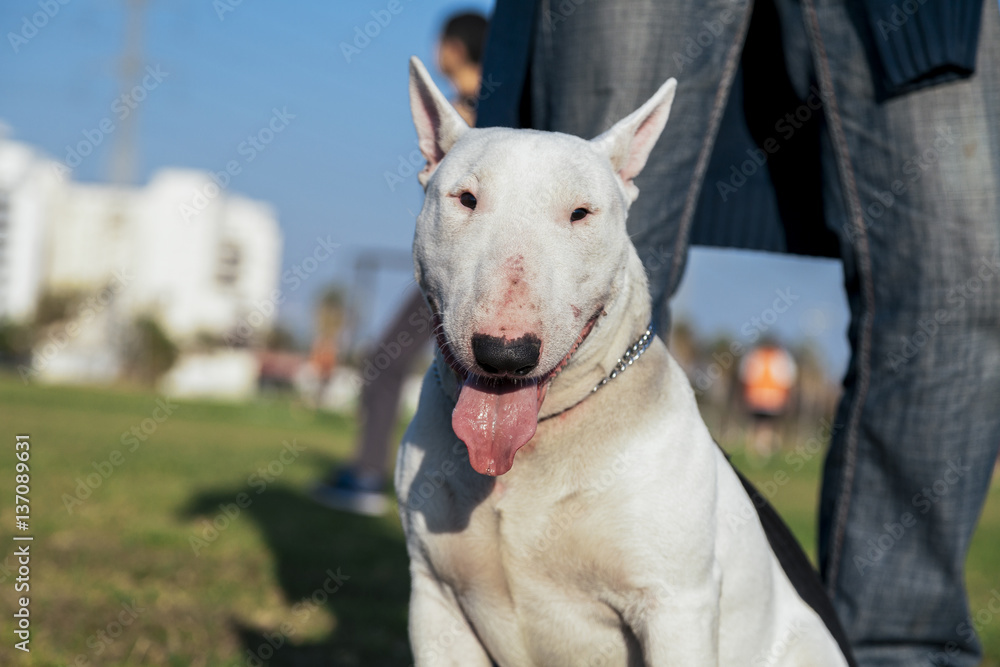 Bull Terrier Dog Park Portrait