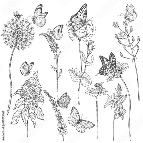 Wildflowers  and insects sketch
