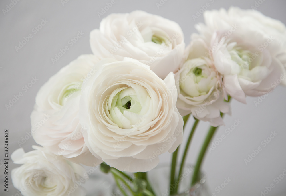 Obraz premium Ranunkel