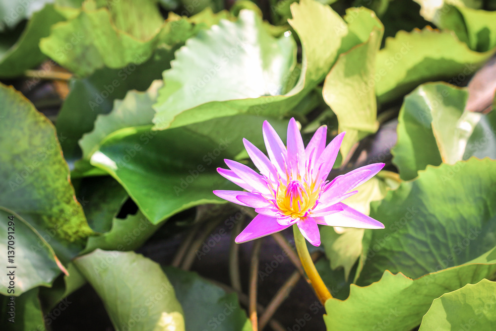 Closeup top view single simple colorful beautiful pink purple lotus Closeup top view single simple colorful beautiful pink purple lotus
