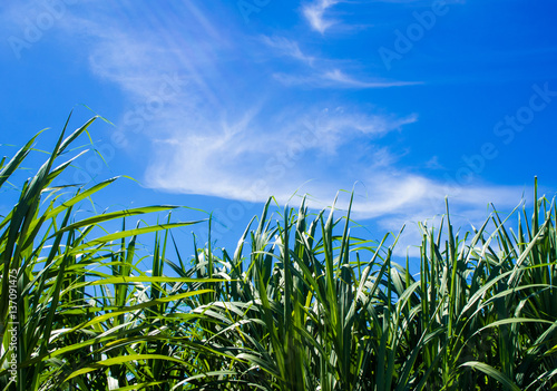 Sunlight and blue sky over the Sugarcane farm