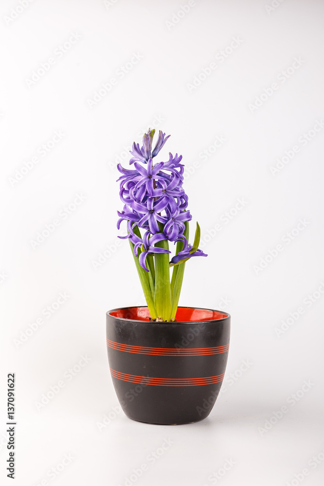 Naklejka premium Violet hyacinth blooming flowers in pot
