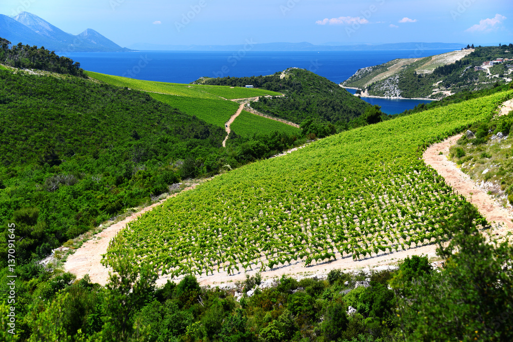 Obraz premium Vineyard in Dalmatia, Croatia, at the Adriatic coast