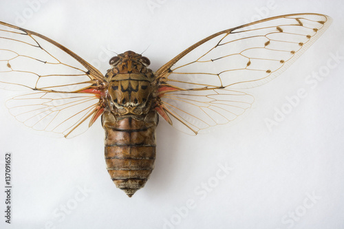 Dissected cicada on a white background.