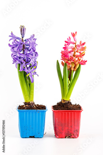 Hyacinths in flower pots isolated