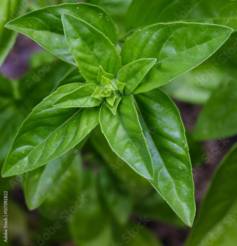 A healthy  sweet  Genovese basil plant growing organically in a raised bed garden.