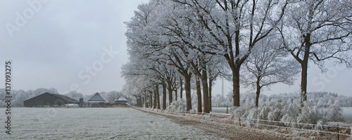 Winterlandscape in the Netherlands. Winter. Frost. Ice. Hoar frost. Maatschappij van Weldadigheid Frederiksoord Netherlands. Lane and farm. photo