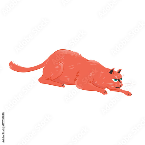 Cat crawling