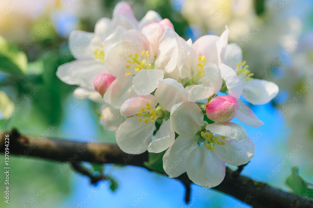 Obraz premium blooming apple trees in a spring garden