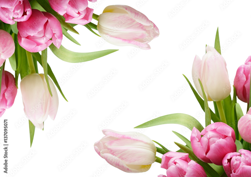 Pink tulip flowers corners