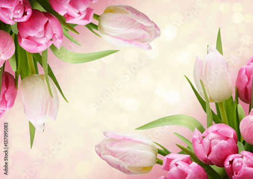 Pink tulip flowers corners
