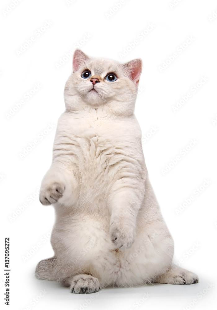 Obraz premium Funny curious white cat stretches on a white background.