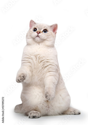 Funny curious white cat stretches on a white background.