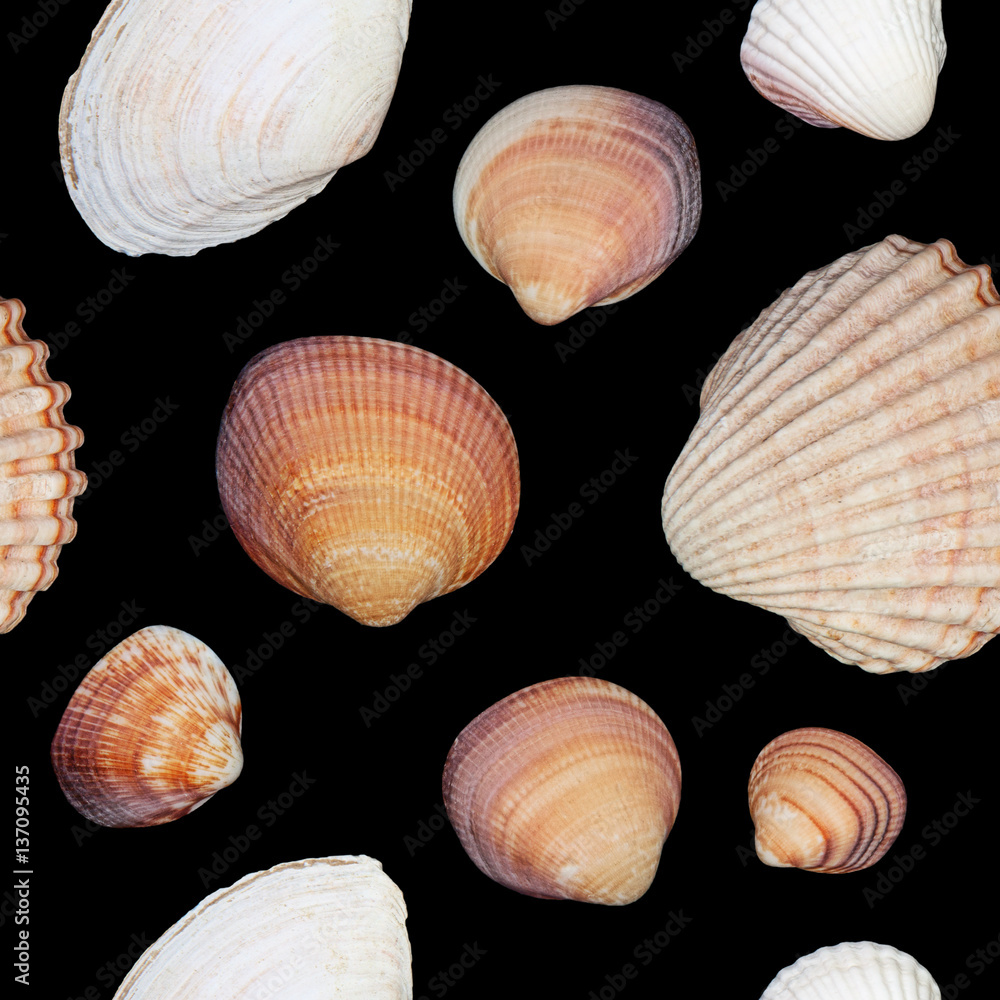 Shell seamless photographic pattern. Photographic background with shells. Marine seamless pattern. Seamless pattern with shells. Repeatedly shell background.