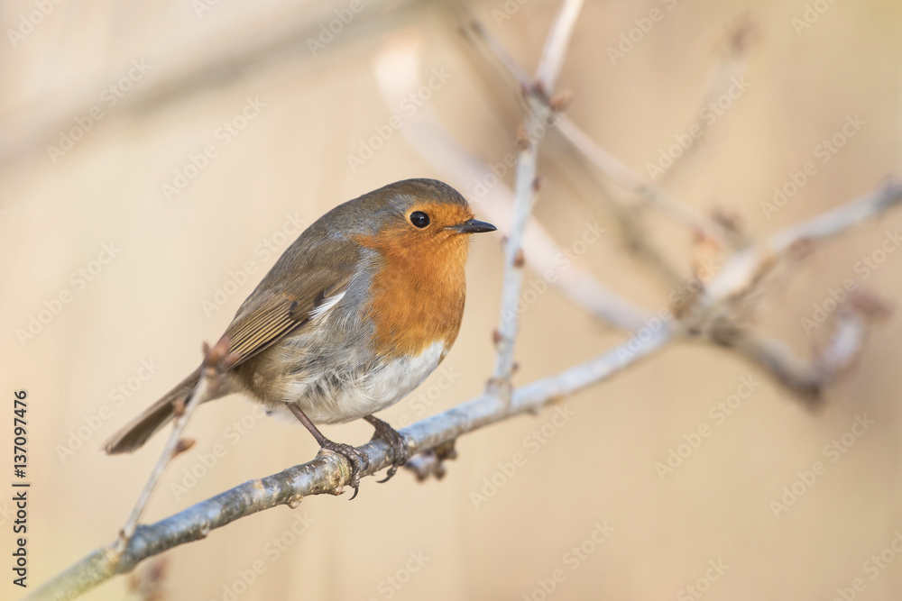 Fototapeta premium European Robin, Erithacus rubecula, Robin