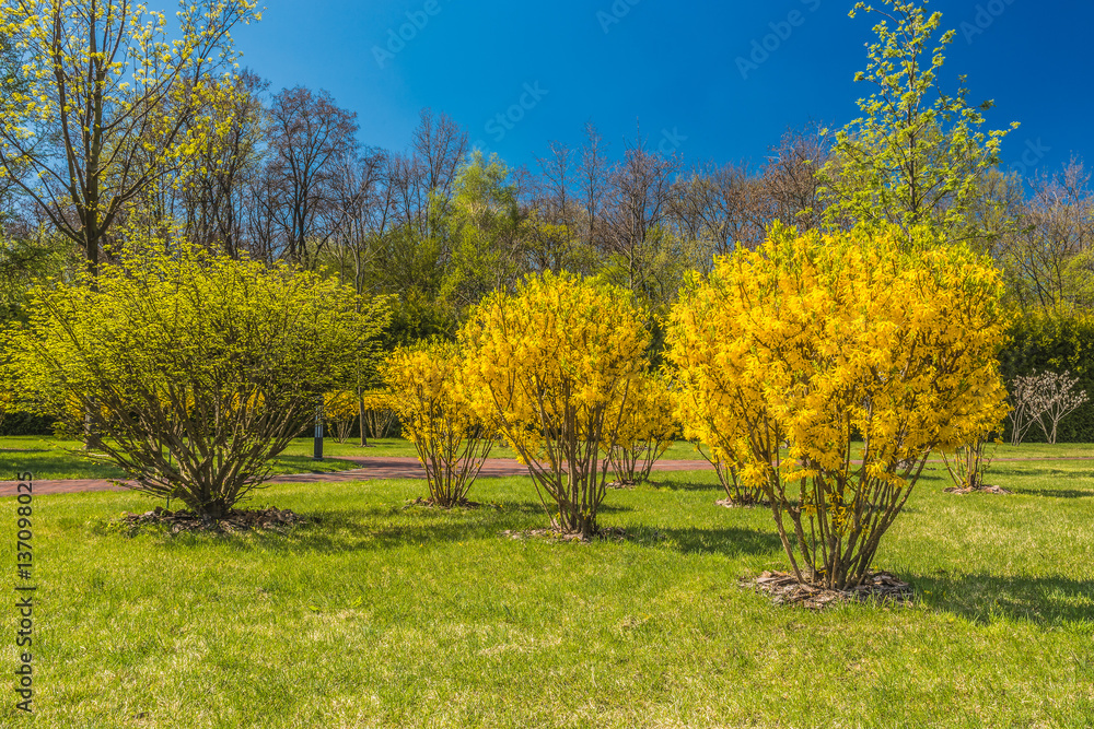Фрагмент весеннего цветущего парка.