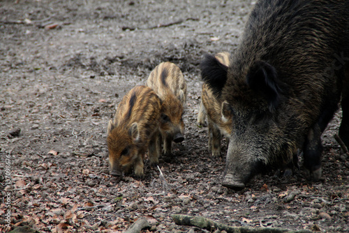 Eine Bache mit Frischlingen photo