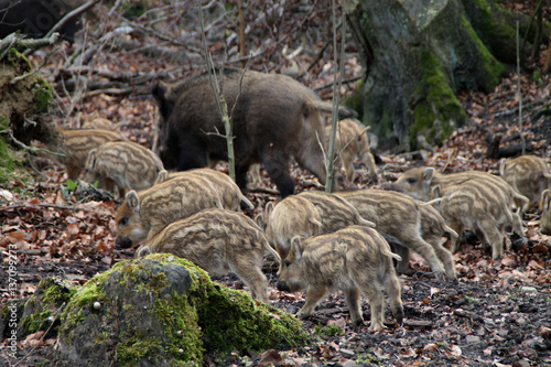 Eine Bache mit Frischlingen photo