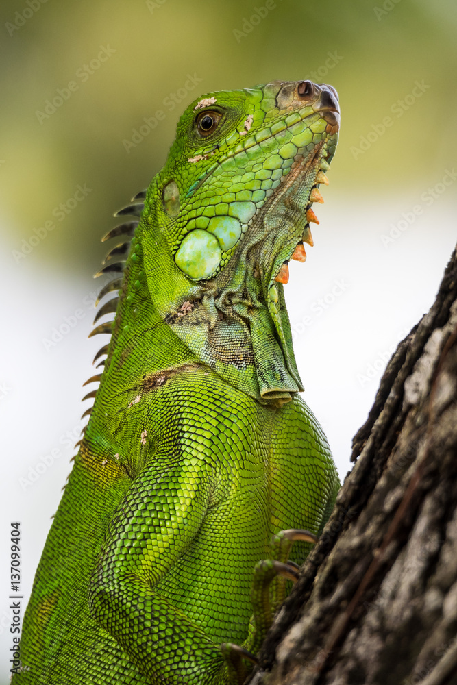 Obraz premium Martinique - Leguan in Fort de France