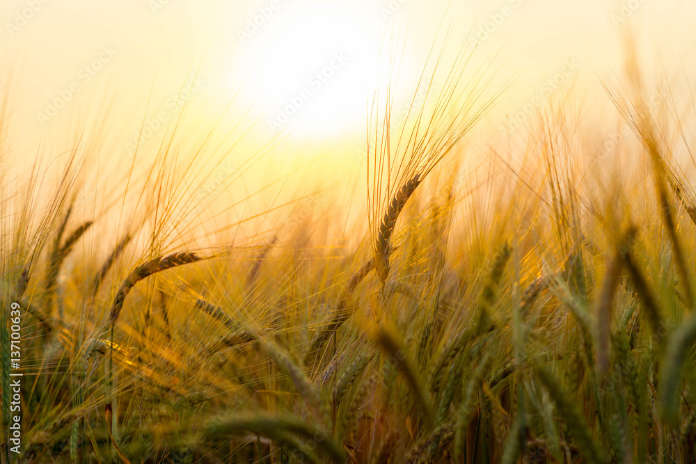 Wheat field on  setting sun