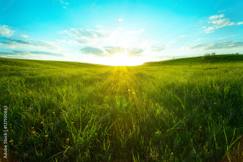 Green meadow  blue sky