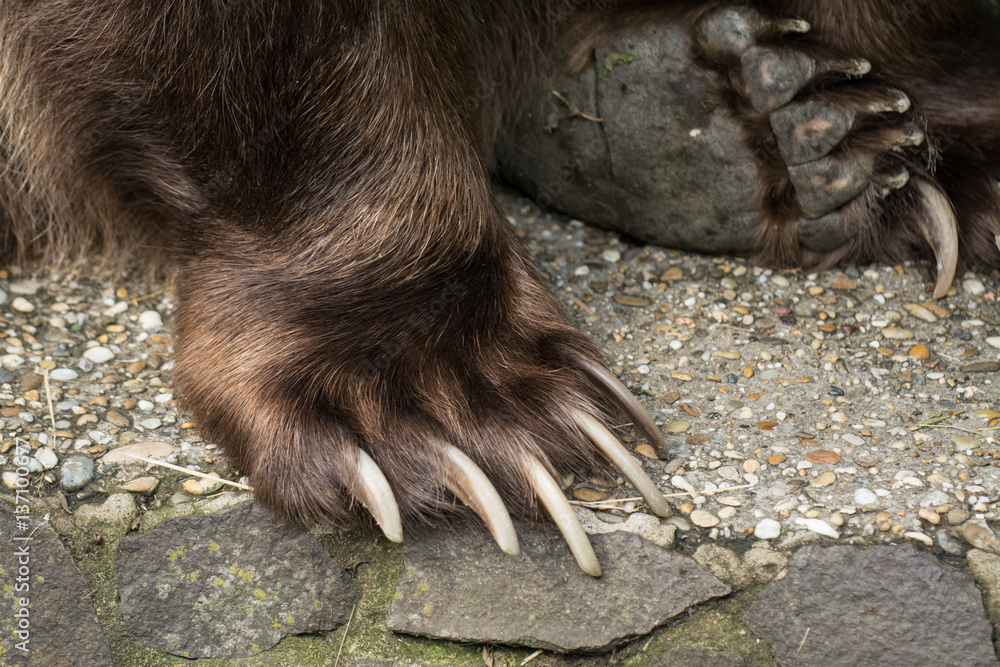 Bear Paws Bear Paws Bear Paws Bear Paws Bear Paws Bear Paws Bear Paws Bear Paws Bear Paws Bear Paws