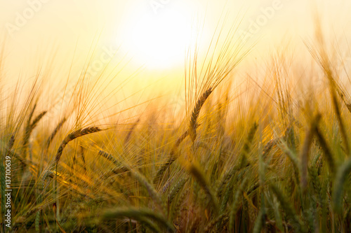 Wheat field on setting sun